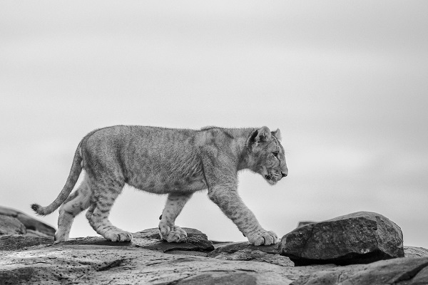 Photographie d'un lionceau sur des rochers.